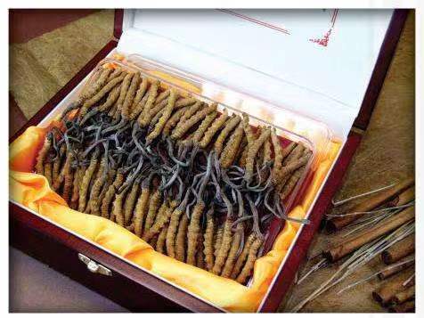 振兴冬虫夏草回收